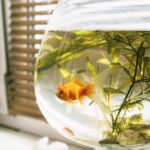 How a Few Fish Friends Can Change Your Outlook for the Better